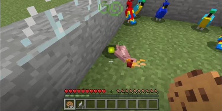 Why Can’t I breed Parrots? Minecraft