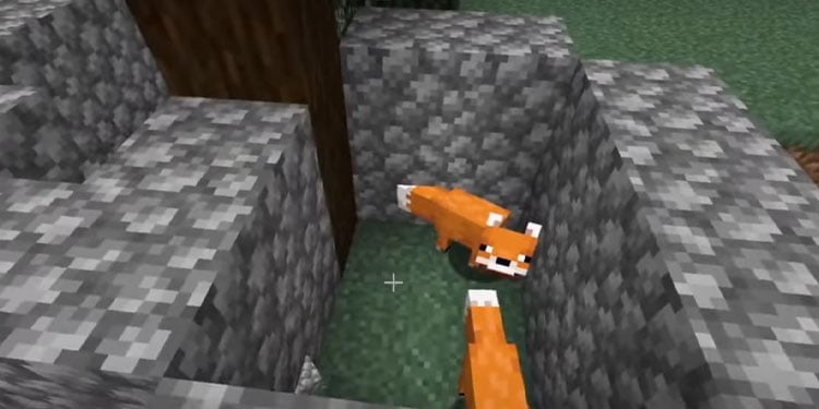 trap-foxes-together-minecraft