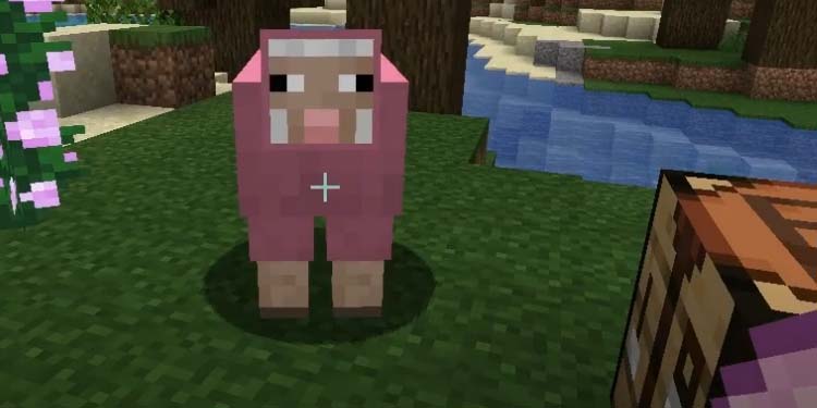 apply pink dye to sheep