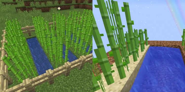farm sugar canes