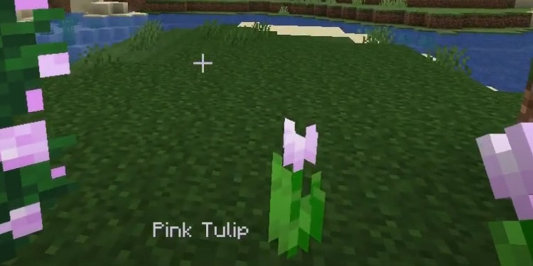 pink tulip