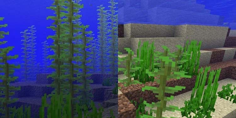 seaweeed minecraft