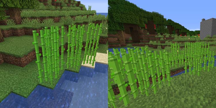 sugar canes minecraf