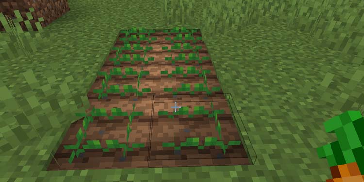 carrot on farmland blocks