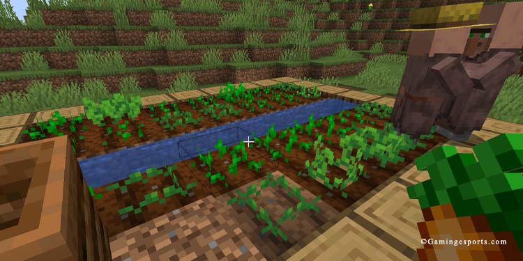 carrots on villager farm