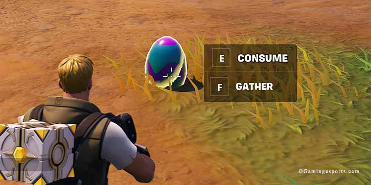 consume gather chicken